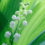 Lily of the Valley Celebration